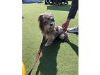 Bruce, Schnauzer (miniature) For Adoption In Long Beach, California