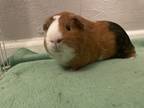 Buddy, Guinea Pig For Adoption In Edmond, Oklahoma