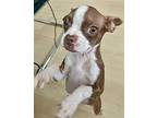 Holly, Boston Terrier For Adoption In Plano, Texas