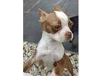 Mazie-adoption Pending, Boston Terrier For Adoption In Plano, Texas