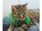 Junie Austen (east Campus- Waived Adoption Fee), Domestic Shorthair For Adoption