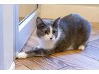 Taffy, Domestic Shorthair For Adoption In Dayton, Ohio