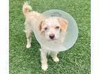Skye, Terrier (unknown Type, Small) For Adoption In Creston, California