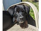 Nisha, Labrador Retriever For Adoption In Seattle, Washington