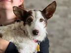 Cowgirl, Jack Russell Terrier For Adoption In Beavercreek, Oregon
