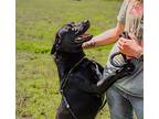 Colt, Labrador Retriever For Adoption In Sparta, Tennessee