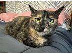 Sloane, Domestic Shorthair For Adoption In Parker Ford, Pennsylvania