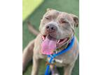 Becky, American Staffordshire Terrier For Adoption In Chandler, Arizona