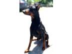 Irving, Doberman Pinscher For Adoption In Grand Prairie, Texas