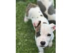 Aurora, American Staffordshire Terrier For Adoption In Charlotte, North Carolina