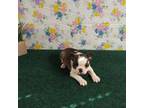 Boston Terrier Puppy for sale in Olanta, SC, USA