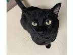 Larry The Cable Guy, Domestic Shorthair For Adoption In Seville, Ohio