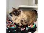 Gabrielle, Birman For Adoption In Columbia, Illinois