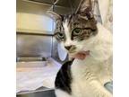 Casey, Domestic Shorthair For Adoption In Richmond, Virginia