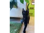 Kelly V Domestic Shorthair Kitten Female