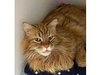 Fred Domestic Longhair Adult Male
