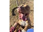 Sugar Ark, American Staffordshire Terrier For Adoption In Rosharon, Texas
