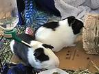 Orange Blossom, Guinea Pig For Adoption In New York, New York