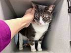 Miss Kitty, Domestic Shorthair For Adoption In New York, New York