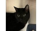 Yumi, Domestic Shorthair For Adoption In Golden, Colorado