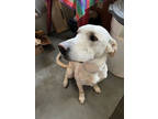 Lenny, Labrador Retriever For Adoption In Warsaw, Indiana