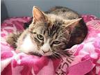 Fianna, Domestic Shorthair For Adoption In Forest Lake, Minnesota