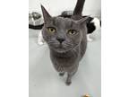 Ash, Russian Blue For Adoption In West Palm Beach, Florida