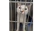 Mittens, American Shorthair For Adoption In West Palm Beach, Florida