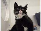 Athens, Domestic Shorthair For Adoption In San Diego, California