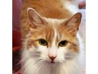 Baubles, Domestic Longhair For Adoption In Pasadena, California