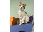 Cheddar, Domestic Shorthair For Adoption In Albuquerque, New Mexico