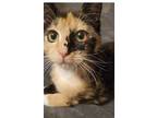 Tianna, Domestic Shorthair For Adoption In Forest Lake, Minnesota
