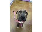 Mammas, American Pit Bull Terrier For Adoption In Albuquerque, New Mexico