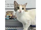 Nancy, Domestic Shorthair For Adoption In Washington, District Of Columbia