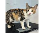 Nadine, Domestic Shorthair For Adoption In Washington, District Of Columbia