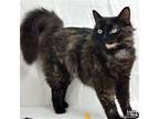 Xylo, Domestic Longhair For Adoption In Washington, District Of Columbia