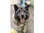 Pewter Norwegian Elkhound Adult Male