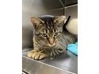 Ponyboy, Domestic Shorthair For Adoption In Blackwood, New Jersey