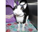 42880 - Simon, Domestic Shorthair For Adoption In Ellicott City, Maryland