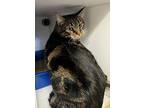 Theo, Domestic Shorthair For Adoption In Silverdale, Washington