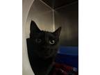 Blakie Domestic Shorthair Young Female