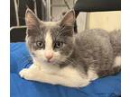 Cher, Domestic Shorthair For Adoption In Virginia Beach, Virginia