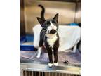 Claude Debussy, Domestic Shorthair For Adoption In Bingham Farms, Michigan