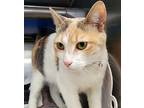 Melody, Domestic Shorthair For Adoption In Staten Island, New York