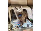 Mateo, Domestic Shorthair For Adoption In Bingham Farms, Michigan