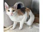 Twin, Domestic Shorthair For Adoption In Staten Island, New York