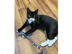 Braxton, Domestic Shorthair For Adoption In Youngsville, North Carolina