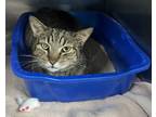 Big Guy, Domestic Shorthair For Adoption In Orlando, Florida