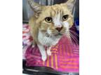 Nolan, Domestic Shorthair For Adoption In Orlando, Florida