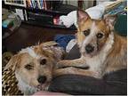 Dutchess, Terrier (unknown Type, Medium) For Adoption In Royse City, Texas